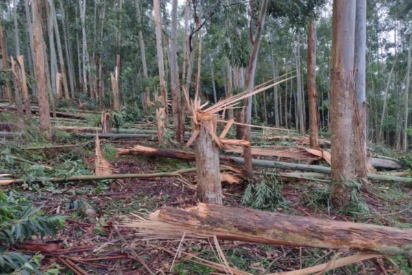 Tornado destrói árvores em cidade de Santa Catarina