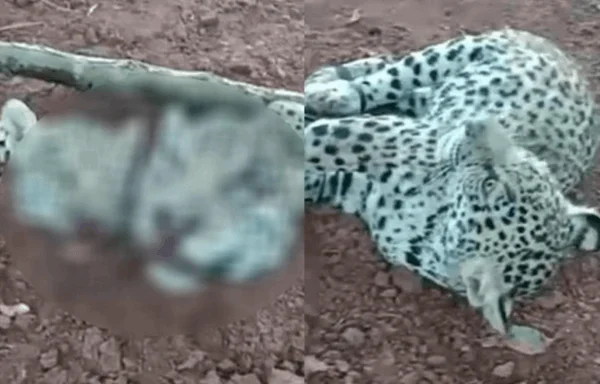 onça morta em Cáceres MT / reprodução