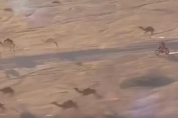 Vídeo. Camelos e moto apostam corrida lado a lado no Rally Dakar