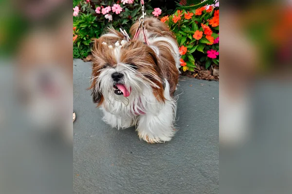 Foto de cachorra