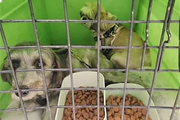 Cachorros são devolvidos após carro de tutores se envolver em acidente