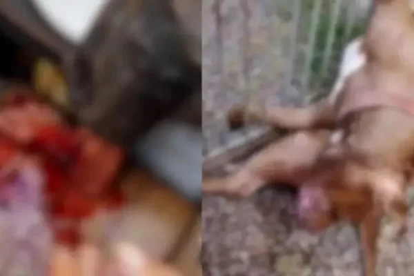 Imagem mostra uma pessoa com ferimento nos pés (foto da esquerda) e o cachorro após o ataque (foto da direita) - Metrópoles