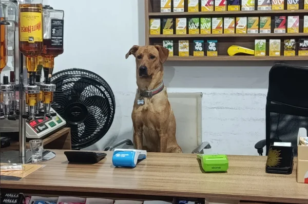 De cão de rua a funcionário do mês: conheça o vira-lata Antônio