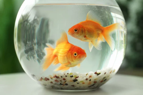 peixe em aquário