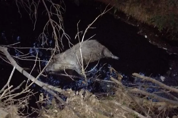 Capivara morta em riacho na localidade de Colônias Novas, no interior de Júlio de Castilhos (RS)