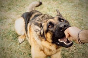 A forma mais comum de transmissão da raiva é através da mordida de um animal, pois é preciso que a saliva infectada entre em contato com uma ferida na pele ou com a membrana dos olhos, nariz ou boca do outro indivíduo. Sendo mais raro, portanto, que aconteça por meio de arranhões