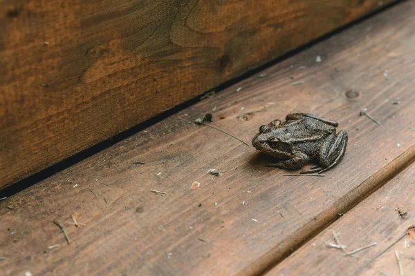 Sapo em casa residencial