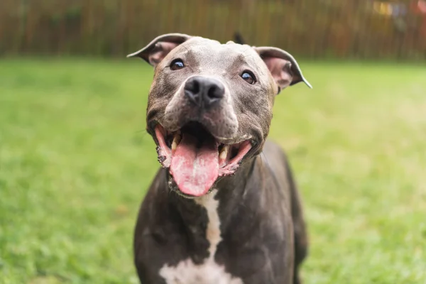 Cachorros felizes brincando no parque - Metrópoles