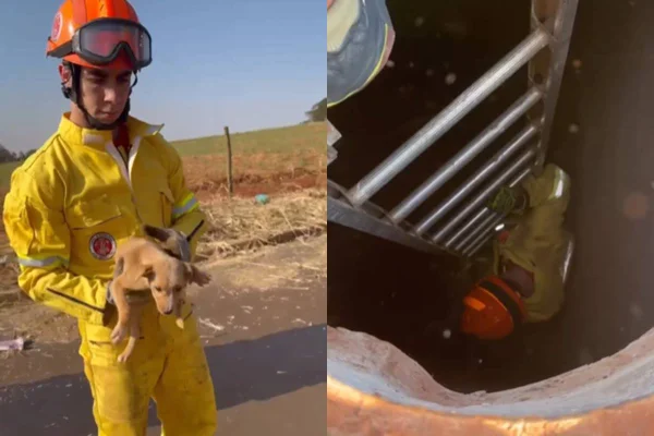 Corpo de Bombeiros do 9º Grupamento foi acionado para resgatar filhote de cachorro que estava preso na tubulação de esgoto em Ribeirão Preto - Metrópoles