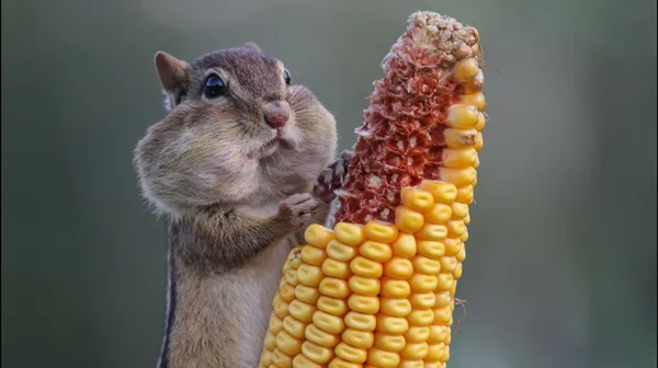 Concurso vai eleger as fotos mais engraçadas do reino animal