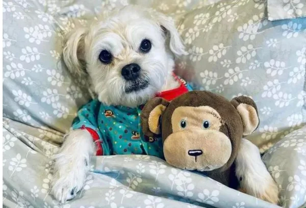Cão fofinho de pijama e ursinho