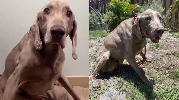Cachorro de 20 anos que foi abandonado comove web ao ser adotado