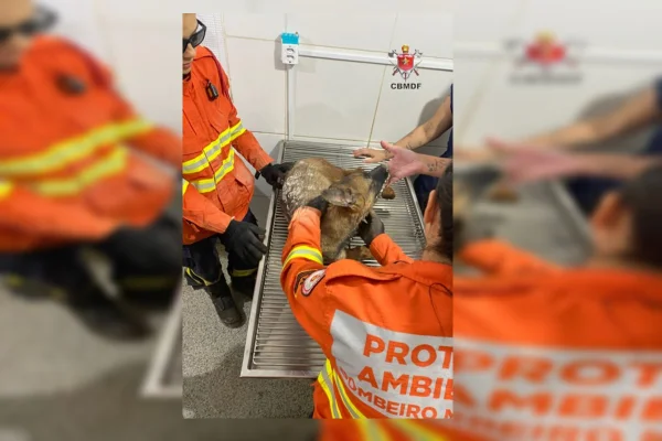 Filhote foi levado à clínica veterinária para atendimento