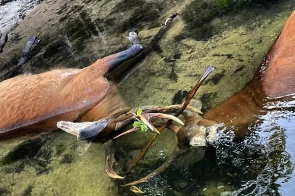 Cervos são encontrados com galhas entrelaçadas