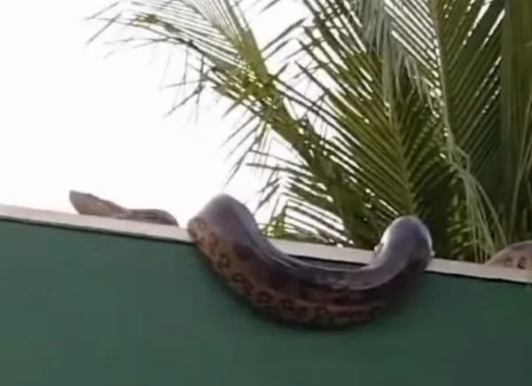 Foto colorida da sucuri gigante encontrada por moradores de Bonsucesso, em Várzea Grande (MT) - Metrópoles