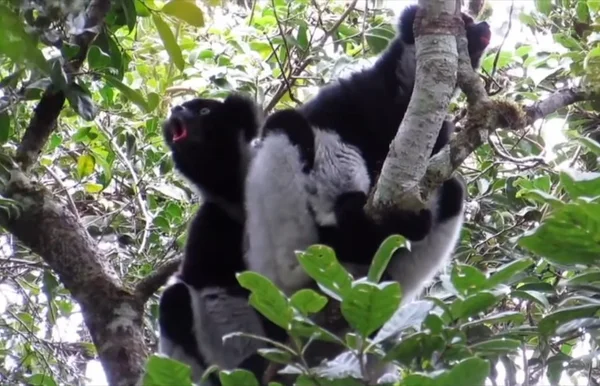 Espécie de lêmure canta música em ritmo usado por humanos