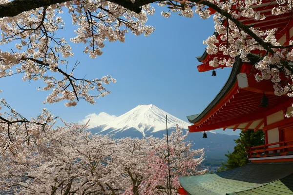 Japão: festival das cerejeiras é cancelado por má conduta de turistas