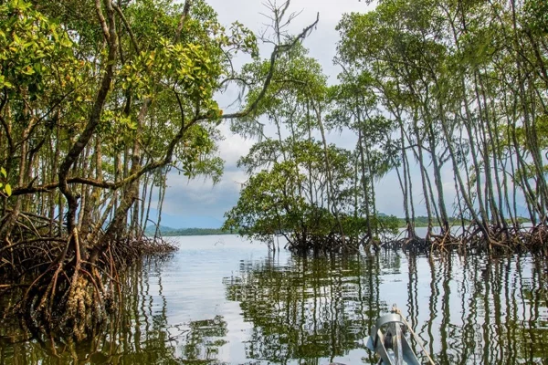 Manguezal na comunidade de São Miguel, Baía de Paranaguá, litoral do Paraná