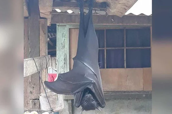 Foto de morcego gigante que parece uma pessoa adulta NÃO é fake. Entenda