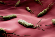 A H. pylori está associada a uma série de doenças
