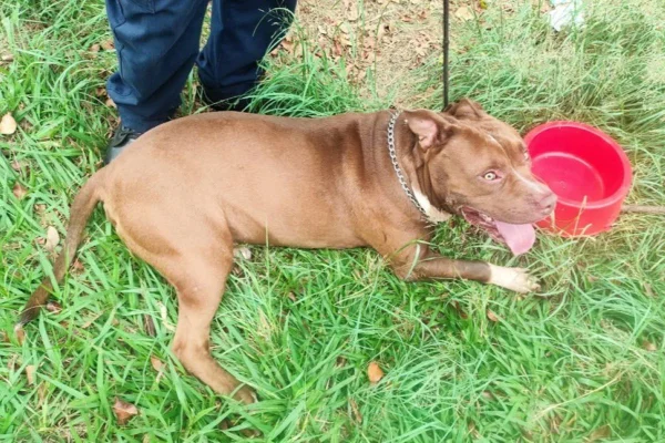 Imagem colorida mostra pit-bull encontrado desidratado no interior de SP - Metrópoles