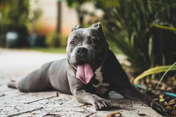 10 curiosidades incríveis sobre os cães da raça pit bull