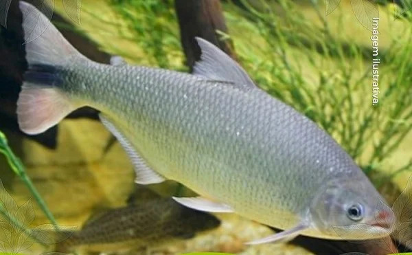 O peixe sumiu! Zoológico de Bauru procura piracanjuba desaparecido