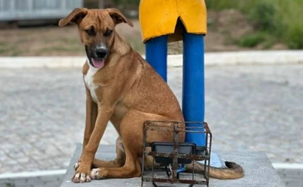 Foto colorida de cachorro