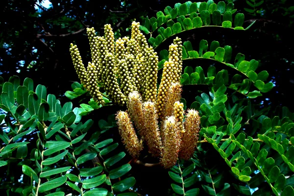 Flor planta faveiro - dimorphandra mollis. Metrópoles