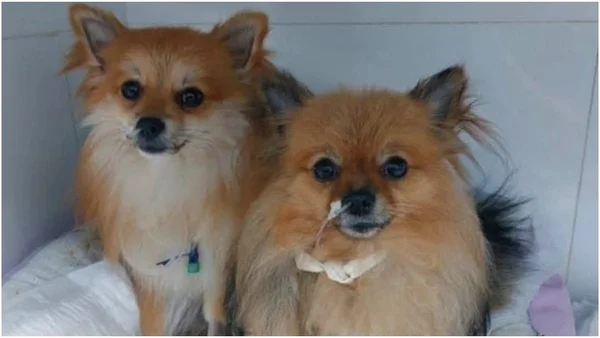 Sobe para 48 número de cães mortos após comer petiscos envenenados