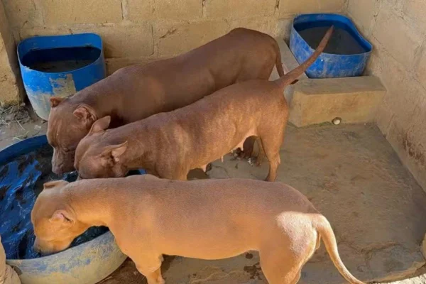 Imagem colorida, três pitbulls que foram recolhidos- Metrópoles
