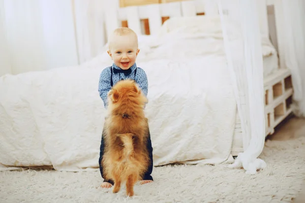 Veja as sete melhores raças de cães para casas com bebês