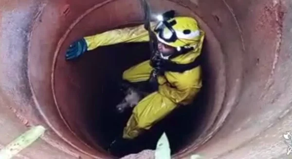 Vídeo. Bombeiros resgatam labrador que caiu em cisterna de 8m no DF - destaque galeria