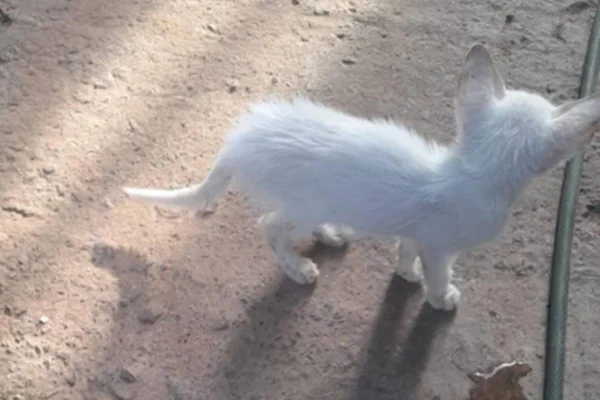Falso cuidador de animais é preso por maus-tratos no Entorno