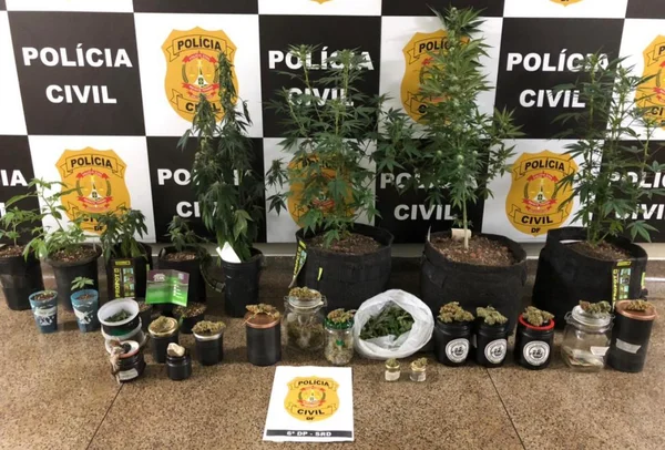 maconha