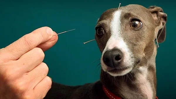Acupuntura ajuda cães e gatos no tratamento de doenças