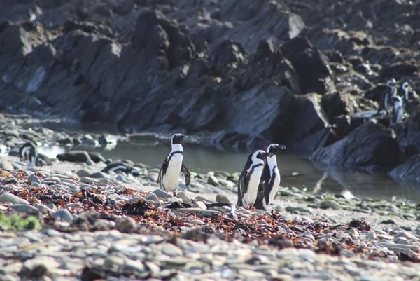 Imagem colorida mostra pinguins africanos em ilha - Metrópoles