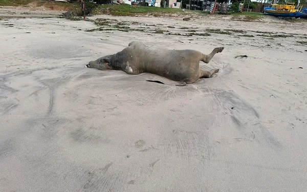 Boi é encontrado morto na Praia de Pajuçara, em Maceió