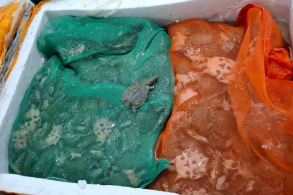 Imagem colorida mostra tartaruguinhas de casco mole chinesas encontradas escondidas em mala de viagem - Metrópoles