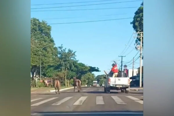 Imagem colorida, homem tenta laçar cavalos- Metrópoles