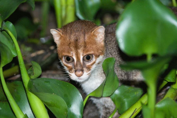 Foto colorida do gato-de cabeça-achatada em meio à floresta - Metrópoles.