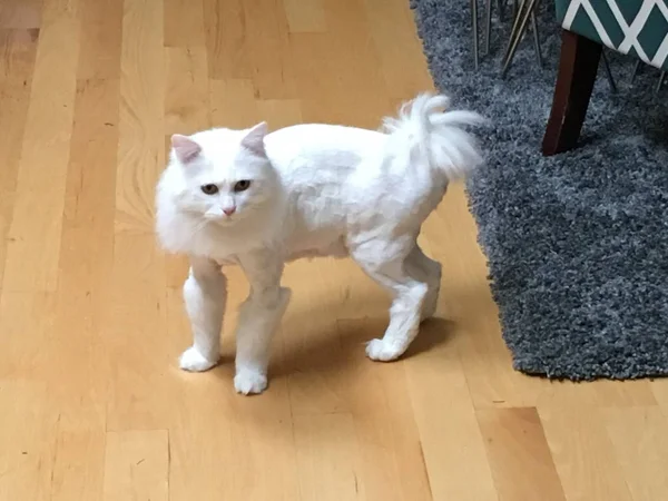 Gato tosado de forma engraçada