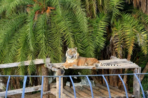Após incidentes pelo mundo, zoo do DF vai atualizar plano de segurança