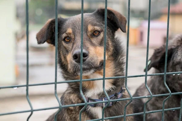 Câmara de Campinas veta nomeação de condenados por maus-tratos a animais