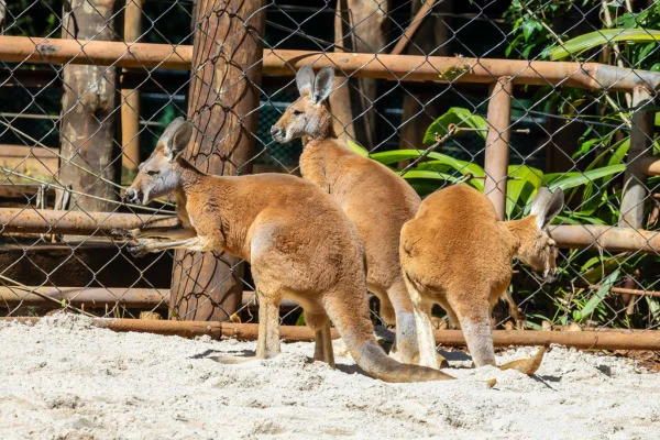 Os quatro cangurus-vermelhos chegaram ao Zoológico de São Paulo em homenagem ao aniversário da instituição, celebrado no dia 16 de março - Metrópoles