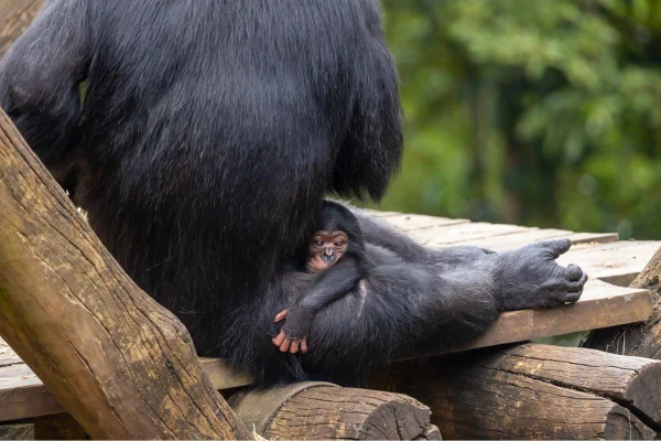 A escolha foi feita com a ajuda através de uma votação nas redes sociais. O bebê chimpanzé, nascido em 25 de janeiro, vai se chamar Pepito - Metrópoles