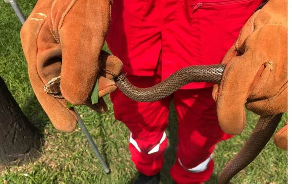 Vídeo: cobra é encontrada na entrada do STJ e assusta servidores