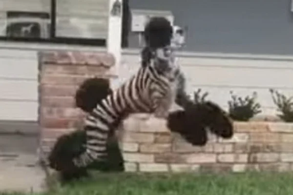 Estranho animal listrado chama a atenção da internet