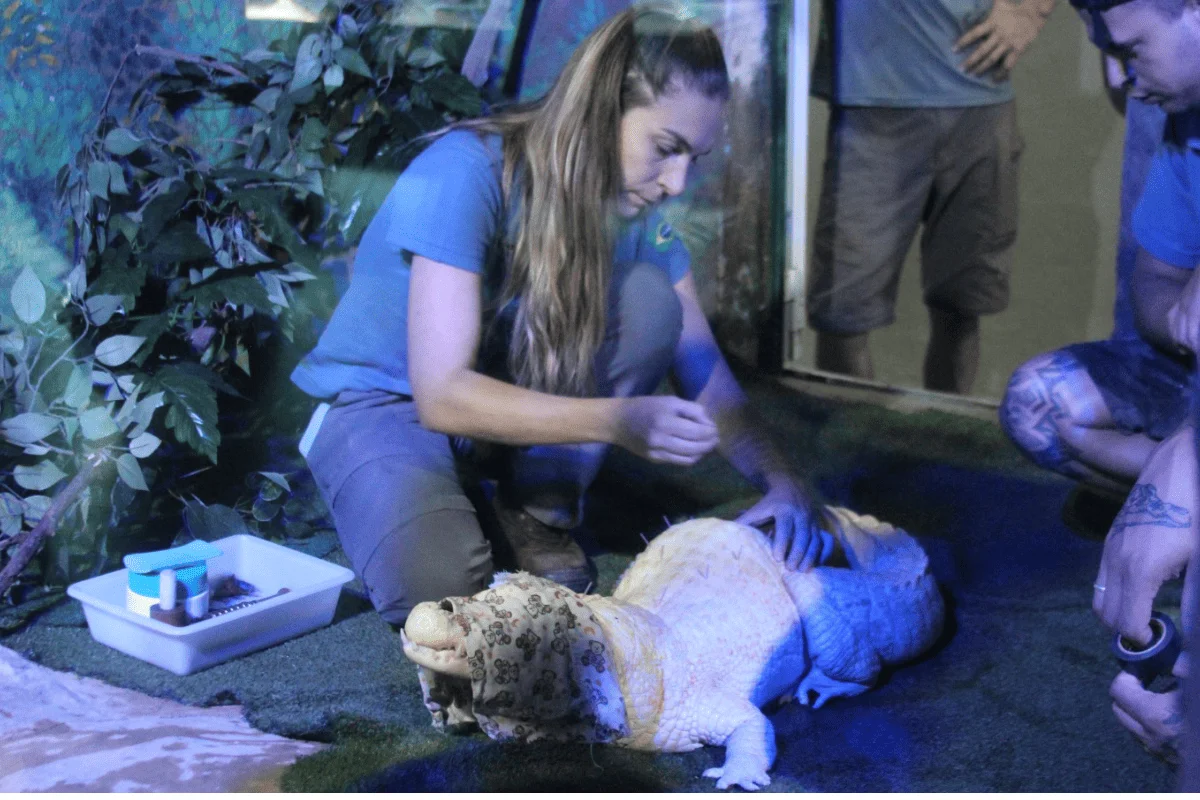 De acupuntura a tomografia: a rotina médica de animais do Aquário De acupuntura a tomografia: a rotina médica de animais do Aquário