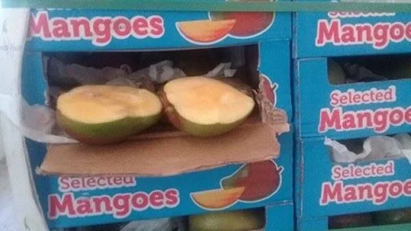 Cocaína escondida em carregamento de manga